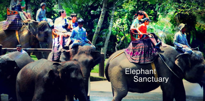 Elephant Sanctuary Day Tour
