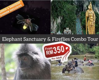 Elephant Sanctuary & Fireflies Combo Tour (Group)