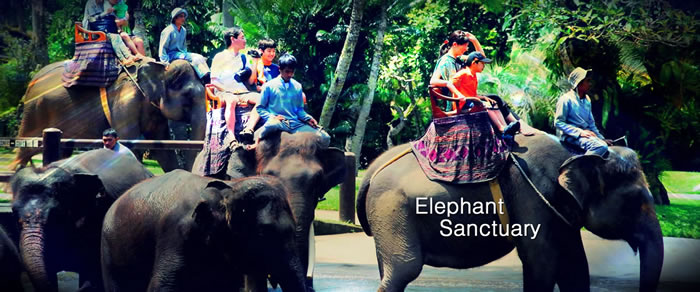 Elephant at Kuala Gandah