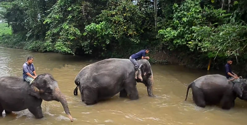 elephant tour malaysia