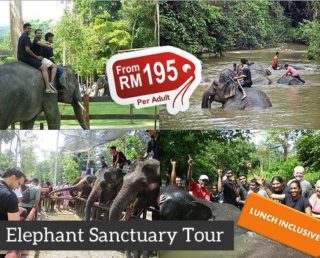 Kuala Gandah Elephant Sanctuary Tour (Full Day) (Group)