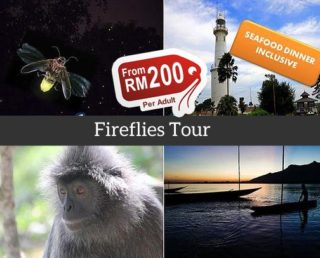 Kuala Selangor Fireflies Tour (Group)