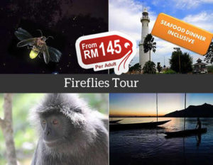 fireflies tour